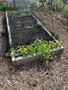 Création d'un client de la scierie Dagand. Carré de jardin potager avec du douglas de la scierie Dagand